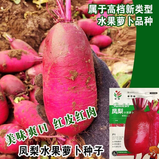 凤梨水果萝卜种子生吃紫美人萝卜胭脂萝卜籽夏季四季蔬菜种子大全 水果型凤梨萝卜种子(今年新种) 精品原装【1098粒】五包