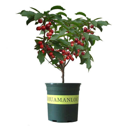 Cherry seeds cherry fruit seeds super sweet courtyard balcony potted cherry seeds cherries four seasons 30 cherries seeds