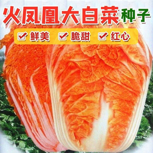 Fire Phoenix Chinese Cabbage Seeds Red Cabbage Seeds are disease-resistant, high-yielding and high in calcium. Orange and Red Cabbage are easy to grow in farmers’ fields. Matched Version. Fire Phoenix Cabbage Seeds. Premium - New Seeds. 5 packs, about 599 capsules.