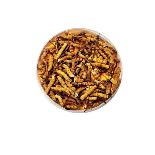 Tibet's straight-fast Nagqu high-altitude Cordyceps sinensis broken grass newly dried Cordyceps selected large cuts for self-use affordable gift box Selected high-altitude large cuts for 1 gram [Trial package]