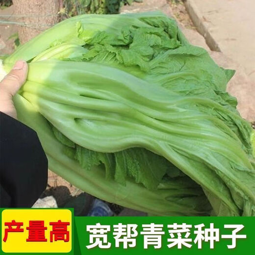 Sichuan Kuanbang green vegetable seeds, pickled pickles, sauerkraut, pickles, medium-ripe large-leaf autumn vegetable seeds, hot product impulse, Kuanbang green vegetable seeds, new this year, RNG9 original factory, 5 packs, about 5,000 grains