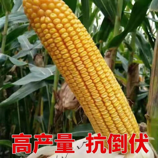 New species Yufeng 303 Yufeng 308 high-yielding corn seeds, lodging-resistant, short-stemmed, national-approved large-stick corn seeds, national-approved original Yufeng 303, 4200 grains in a bag (random packaging)