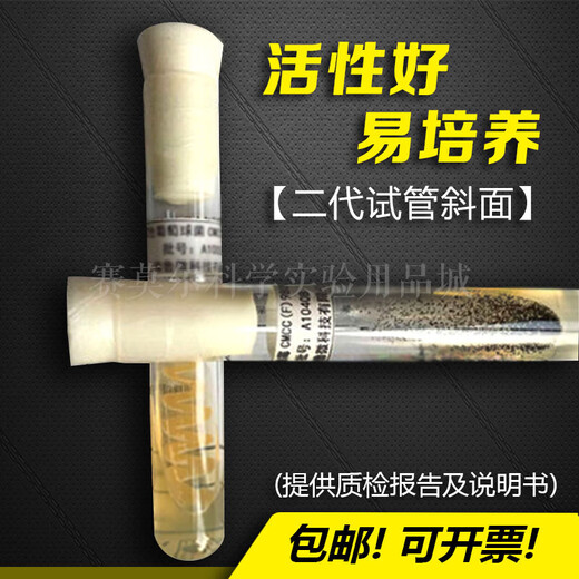 Saccharomyces cerevisiae Brewer Levure ATCC9763 Souche standard de souche inclinée Culture de deuxième génération surface inclinée