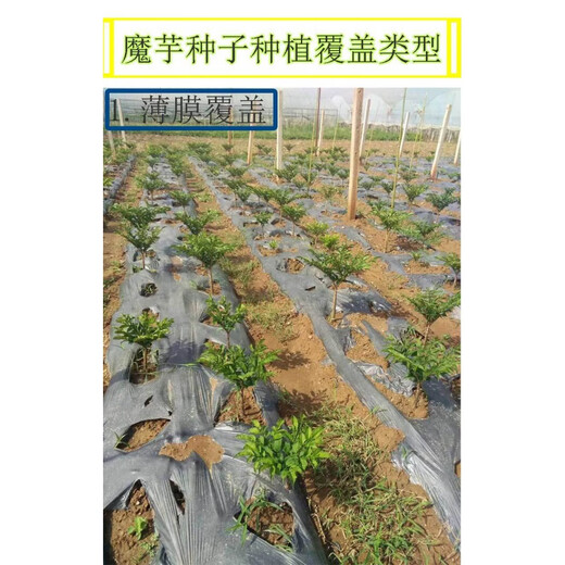 Authentic Yunnan konjac seeds, high-yielding generation of konjac seeds, planted in all seasons, dehydrated and sterilized flower konjac seeds, white konjac half Jin Jin equal to 0.5 kg