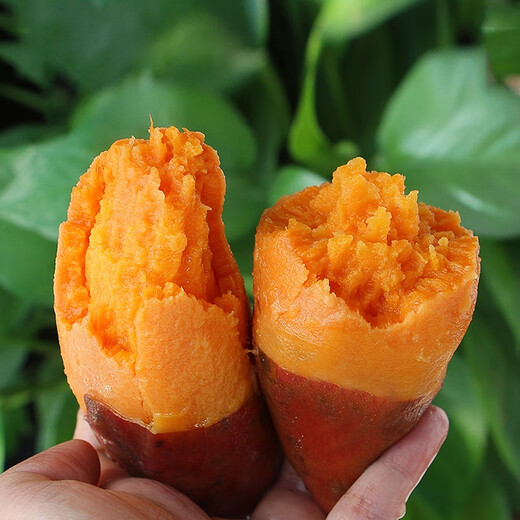 HENGTAIFENGYUAN Fresh Sweet Potatoes Freshly Digged Sweet Potatoes Sand Sweet Potatoes Red Sweet Potatoes Fresh Vegetable Oily Sweet Potatoes 5Jin Jin equals 0.5kg Fresh Sweet Potatoes