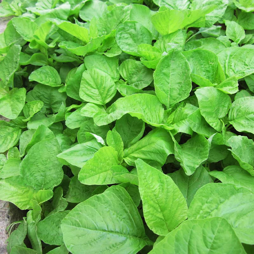 
Large round leaf glutinous rice amaranth seeds green leaf amaranth four seasons farm vegetable seeds green rapeseed amaranth special tender amaranth [fresh and delicious] seeds essence three bags [cut and long] about 15,567 pills