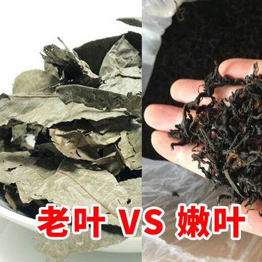 青钱柳批发修水金钱柳张家界青钱柳湖南城步茶 原叶500克(一斤)一疗程