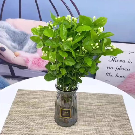 中梦茉莉花水培植物盆栽办公室内桌面懒人鲜花绿植九里香水养花卉 单发植物【茉莉花】10-12棵