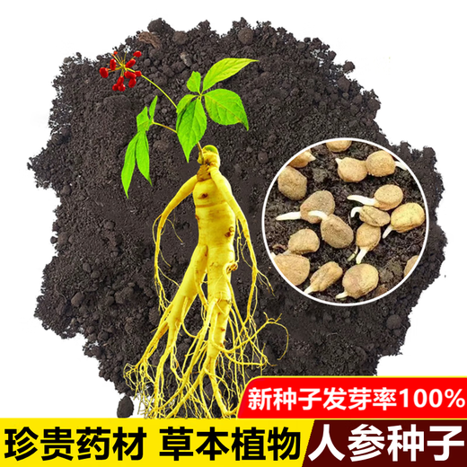 Changbai Mountain ginseng seeds, wild ginseng seeds, easy to grow Chinese medicinal materials in all seasons, easy to live indoor flower pots, ginseng seeds, shipped without buds, selected 1 small bag, about 20 capsules