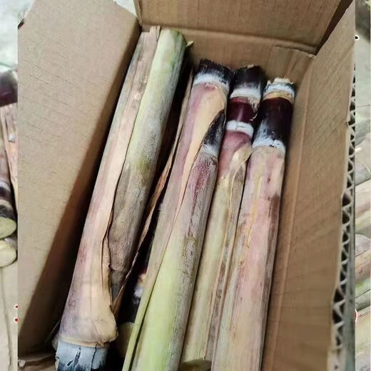 Jingyu Guangxi sugarcane seedlings thin-skinned red-skinned sugarcane seedlings 20 pieces of sugarcane wholesale whole package live fresh seeds selected 5 Guangxi black-skinned sugarcane seedlings middle section