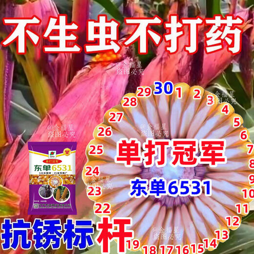 Новый сорт одобрен пятью странами, оригинальный одиночный Dongdan 6531, Академия сельскохозяйственных наук, короткий стебель, большая палка, устойчивость к болезням, устойчивость к полеганию, золотое зерно, высокая урожайность, одиночный Dongdan 6531, 4400 зерен на акр, один акр