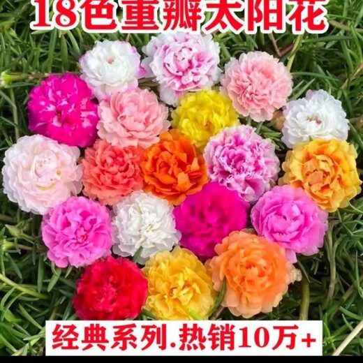 重瓣太阳花种子多层四季太阳花特大花盆栽易活太阳花景观开花不断 重瓣太阳花种子【粒粒精选】 易种植收芽快【15888粒】