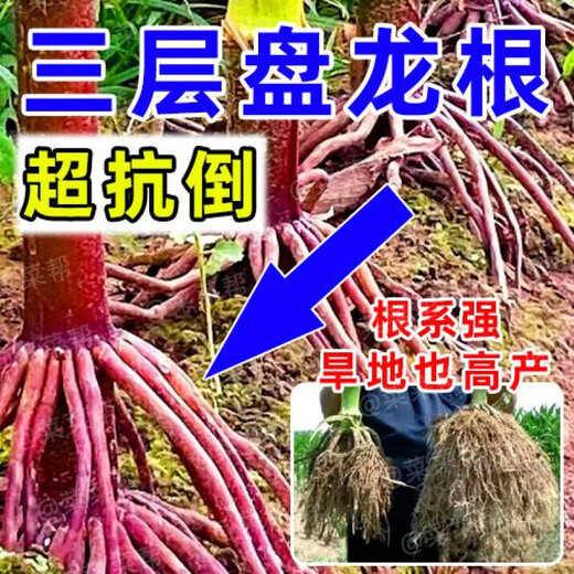 Nationally approved Rip 909 red shaft big cob corn seed, high yield, short stem, lodging resistance, disease resistance, drought resistance, wholesale corn, 4400 grains per acre, Song high yield seed dressing, improved version Rip 909 guaranteed