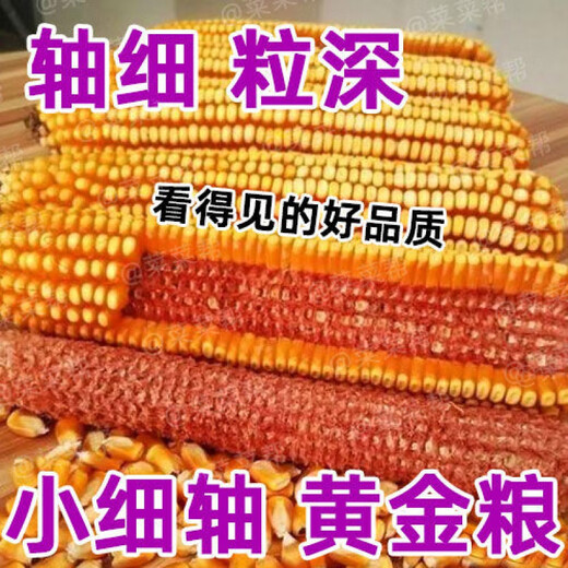 Nationally approved Rip 909 red shaft big cob corn seed, high yield, short stem, lodging resistance, disease resistance, drought resistance, wholesale corn, 4400 grains per acre, Song high yield seed dressing, improved version Rip 909 guaranteed