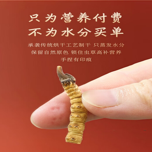 [Inspección de calidad de apoyo] 10 gramos de césped roto grande Cordyceps sinensis Cordyceps sinensis Cordyceps sinensis y fertilizarse. Cordyceps sinensis 10 gramos empacan un gramo de cabello 11 gramos 11 gramos