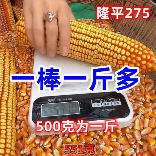 批发国审稳产玉米种子四季红轴大棒抗倒抗锈病马齿粒 巨无霸双棒王【隆平275】 巨无霸【一袋3.4斤】+稳产技术
