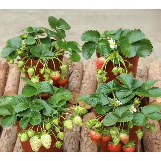 Jingyu Cream Big Strawberry Seedlings Potted Four-Season Strawberry Saplings Planted in the South and North will bear fruit in the same year. Cream Strawberry will bear fruit in four seasons. Cold-resistant and high-yielding seedlings. 12 ++pots+fertilizer.