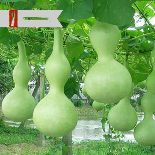 Treasure gourd seeds edible vegetable gourd vegetable seeds spring planting large gourd seeds flower seeds easy to grow in spring treasure gourd seeds - new species of the season original two packs about 22 pieces -