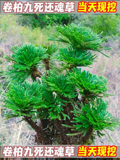 Shantou Lincun Selaginella nine-dead resurrection grass desktop flowers and plants bonsai potted rockery combination absorbent stone calamus orchid. The whole nest of about 3 to 5 heads is dug on the same day. Tray not included