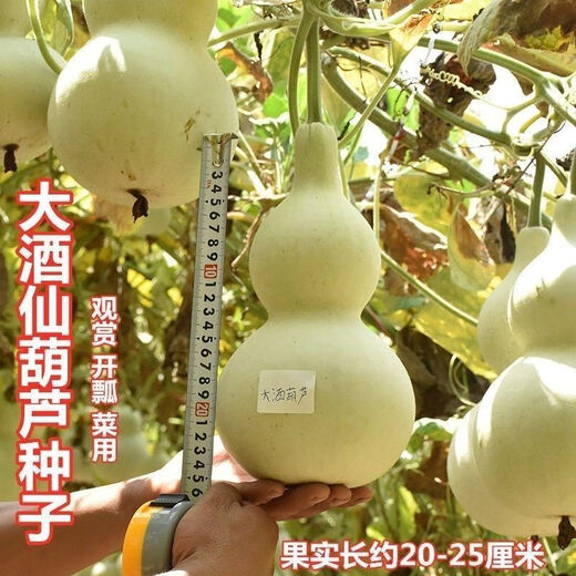 Treasure gourd seeds edible vegetable gourd vegetable seeds spring planting large gourd seeds flower seeds easy to grow in spring treasure gourd seeds - new species of the season original two packs about 22 pieces -