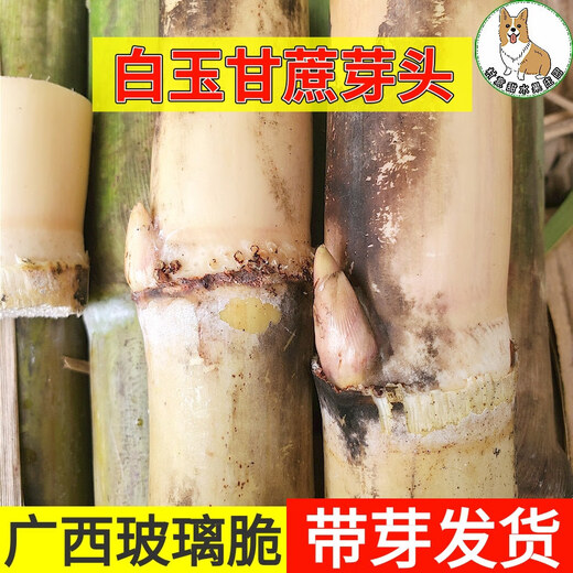 Asarum Guangxi Muge White Jade Sugar Cane Seeds Authentic Glass Crisp Seedlings Straight Hair From the Origin and Shipped with Buds 5 Roots