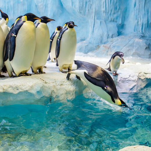 Anniversary Special - 2 days and 1 night Zhuhai Chimelong Package Penguin/Hengqin Bay/Circus/Airship/Yinghai Hotel optional 2-day Ocean Kingdom play optional buffet included Partial weekdays/Fridays/Saturdays/holidays are exclusive for surcharge