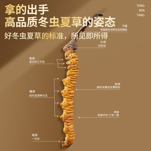 Tongrentang Brand Tibet Wild Cordyceps sinensis aproximadamente 3 raíces/G25G Aproximadamente 75 Roots Regalo Cajas de regalos de regalos de regalos de nutrición de alta gama para ancianos