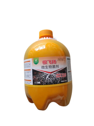 Linhai's flying roots, strong ancient trees, weak trees, rejuvenation, treatment of dead trees, germination, root packaging, diseased tree resurrection liquid, red