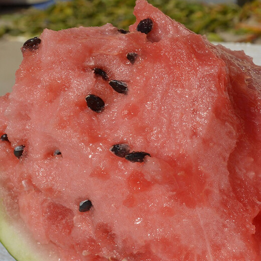 Zhongke Maohua vegetable and fruit seeds Jinmeidu watermelon seeds improved 8424 Kirin melon high purity Zhejiang Meidu watermelon seeds Jinmeidu 2000 capsules/box special for seedlings