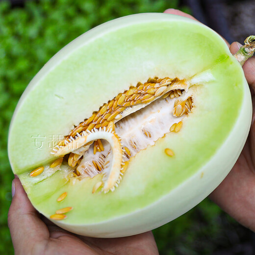 Anselmi jade mushroom ice cream melon seed seedlings Hainan honeydew melon summer and autumn Xinyugu melon seeds 30 capsules