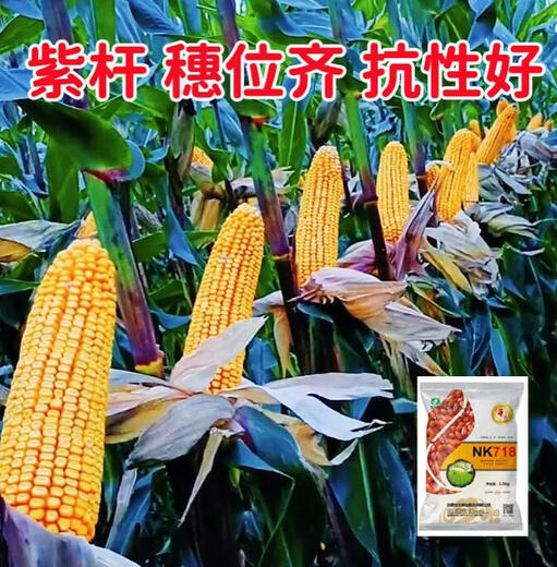 
NK718 corn seeds with high yield, short rods, double sticks, rice, south and north, drought resistance, Yunnan, Guizhou, Sichuan corn. New seeds are original NK718 [1.5 Jin [Jin equals 0.5 kg]] 1 bag of non-picking sticks. New seedlings are mature and not bald.