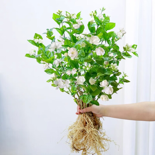 中梦茉莉花水培植物盆栽办公室内桌面懒人鲜花绿植九里香水养花卉 单发植物【茉莉花】10-12棵