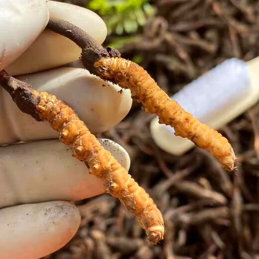 新鲜冬虫夏草2025年头期虫草正品领导高海拔送礼正宗鲜虫草过节 0.7-0.8克/根   10根鲜虫草 冬虫夏草  顺丰发货