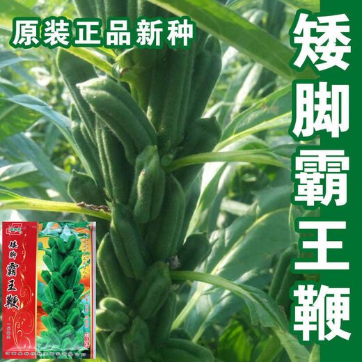 New species of Short-legged Overlord Whip Aerospace Overlord Whip sesame seeds, medium-early maturing and high-yielding sesame seeds specially used for oil extraction. Short-legged Overlord Whip/200g High-yield White Zhizhi