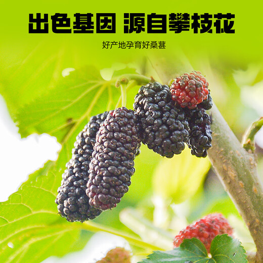 杞里香出品 默小吉桑葚原浆840ml（4盒装）桑葚汁鲜榨果汁桑椹原浆饮品
