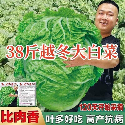 38 Jin Jin is equal to 0.5 kg. Overwintering Chinese cabbage seeds Shandong Chinese cabbage seeds. Chinese cabbage seeds are disease-resistant and high-yielding. Leafy cabbage. Original 5 packs (about 5000 grains) + Songpin. 38 Jin Jin is equal to 0.5 kg. Winter storage Chinese cabbage seeds.