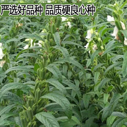 New species of Short-legged Overlord Whip Aerospace Overlord Whip sesame seeds, medium-early maturing and high-yielding sesame seeds specially used for oil extraction. Short-legged Overlord Whip/200g High-yield White Zhizhi