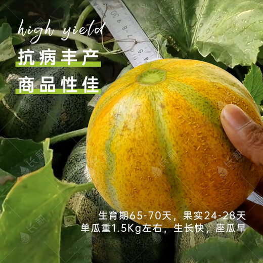 Long-cultivation Qiligan Xinjiang Laohan melon seeds super sweet Hami melon seeds are only suitable for northwest characteristic fruit species in spring and autumn. Qiligan seeds 10 grams (Xinjiang thick-skinned Laohan melon)