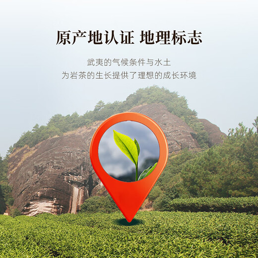 Qichun Tea Old Fir Narcissus Oolong Tea Wuyi Маунтин-рок чай 500 г середины фестиваля подарка, чтобы выпить себя