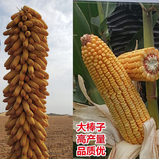 North China corn seed Yudan 808 corn seed high yield big cob corn seed with uniform ear length red shaft dent corn Yudan 808 (about 4400 grains about 3Jin Jin equals 0.5kg) North China planting