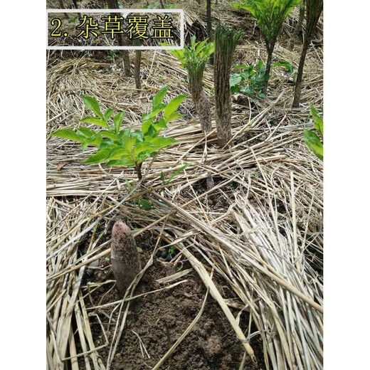 Authentic Yunnan konjac seeds, high-yielding generation of konjac seeds, planted in all seasons, dehydrated and sterilized flower konjac seeds, white konjac half Jin Jin equal to 0.5 kg