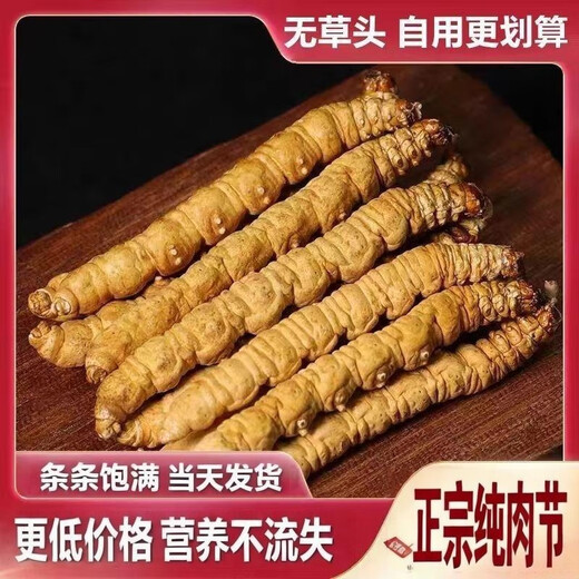 Cordyceps Cordyceps Genuine Cordyceps Cordyceps Cordyceps Cordyceps Cordyceps Cordyceps Cordyceps Cordyceps Cordyceps Cordyceps Cordyceps Cordyceps Cordyceps Cordyceps Cordyceps Cordyceps Cordyceps Cordyceps Cordyceps Cordyceps Cordyceps Cordyceps Cordyceps Cordyceps Cordyceps Cordyceps Cordyceps Cordyceps Cordyceps Cordyceps Cordyceps Cordyceps Cordyceps Cordyceps Cordyceps Cordyceps Cordyceps Cordyceps Cordyceps