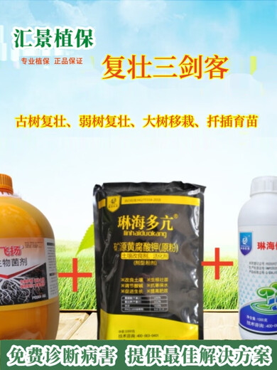 Linhai's flying roots, strong ancient trees, weak trees, rejuvenation, treatment of dead trees, germination, root packaging, diseased tree resurrection liquid, red
