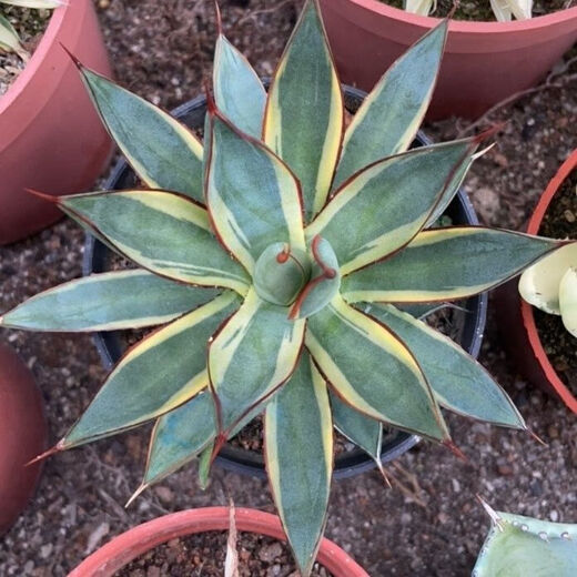 Qiuying agave tequila 22-22 cm