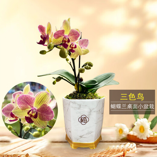 Liuge orchid orchid potted plant living room office flower butterfly orchid three-color bird with 1 flower sword with porcelain white basin source straight hair