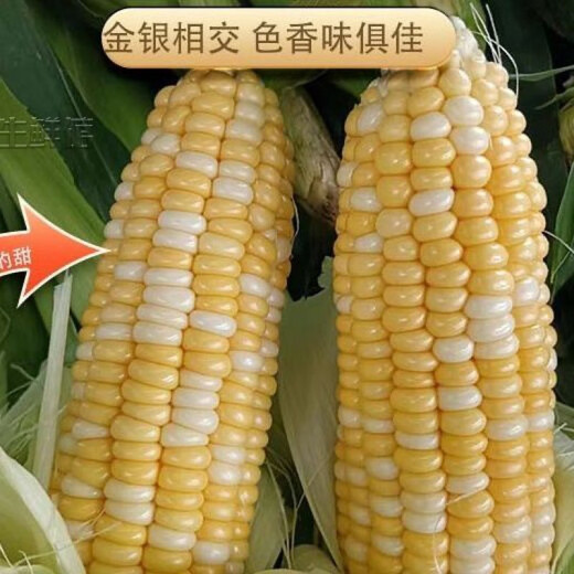 屯甜723水果玉米种子种籽孑种四季香甜南北方大田甜脆甜玉米 信研家723金银双色水果玉米【1粒