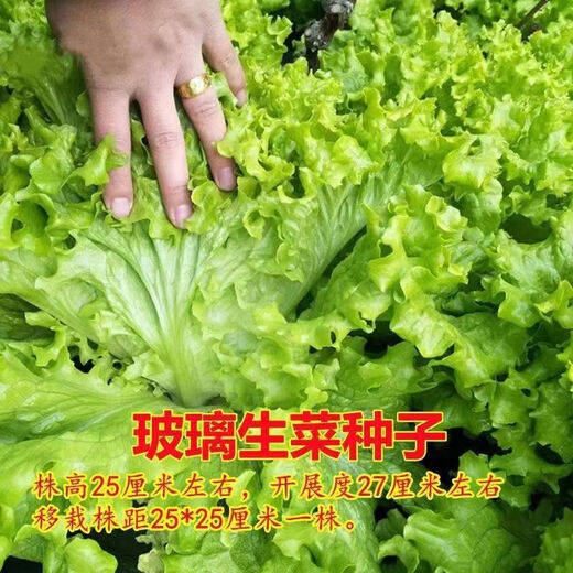 Four seasons sweet and crisp glass lettuce seeds, crisp and tender raw lettuce seeds, farmer's four seasons potted vegetable seeds, glass lettuce 1 pack, about 2000 pieces