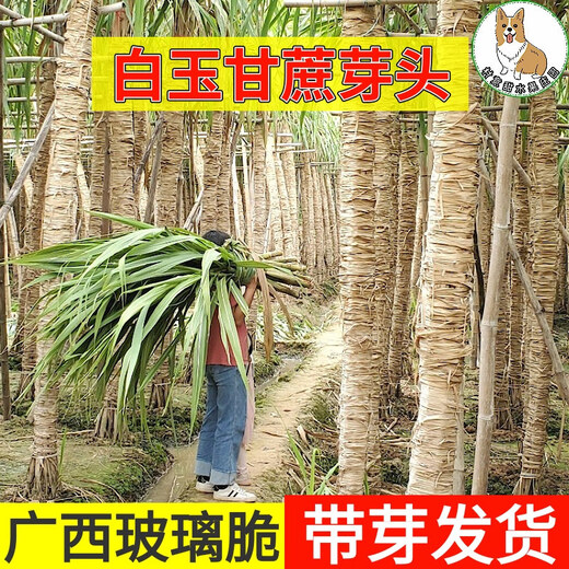 Asarum Guangxi Muge White Jade Sugar Cane Seeds Authentic Glass Crisp Seedlings Straight Hair From the Origin and Shipped with Buds 5 Roots