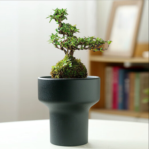 Peach and plum family's non-porous moss balls special flower pot water pipe utensils copper coin grass daffodil fern micro landscape ceramic porch ornaments TX large flat mouth JW1098 black sand pattern ceramic medium