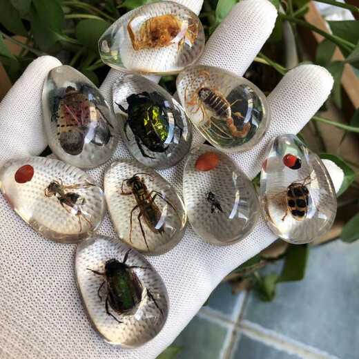 DL 1998 Fat Donglai quality amber insect specimens real insect amber children's excavation archaeological blind box insect amber accessories students gold amber scorpion 1